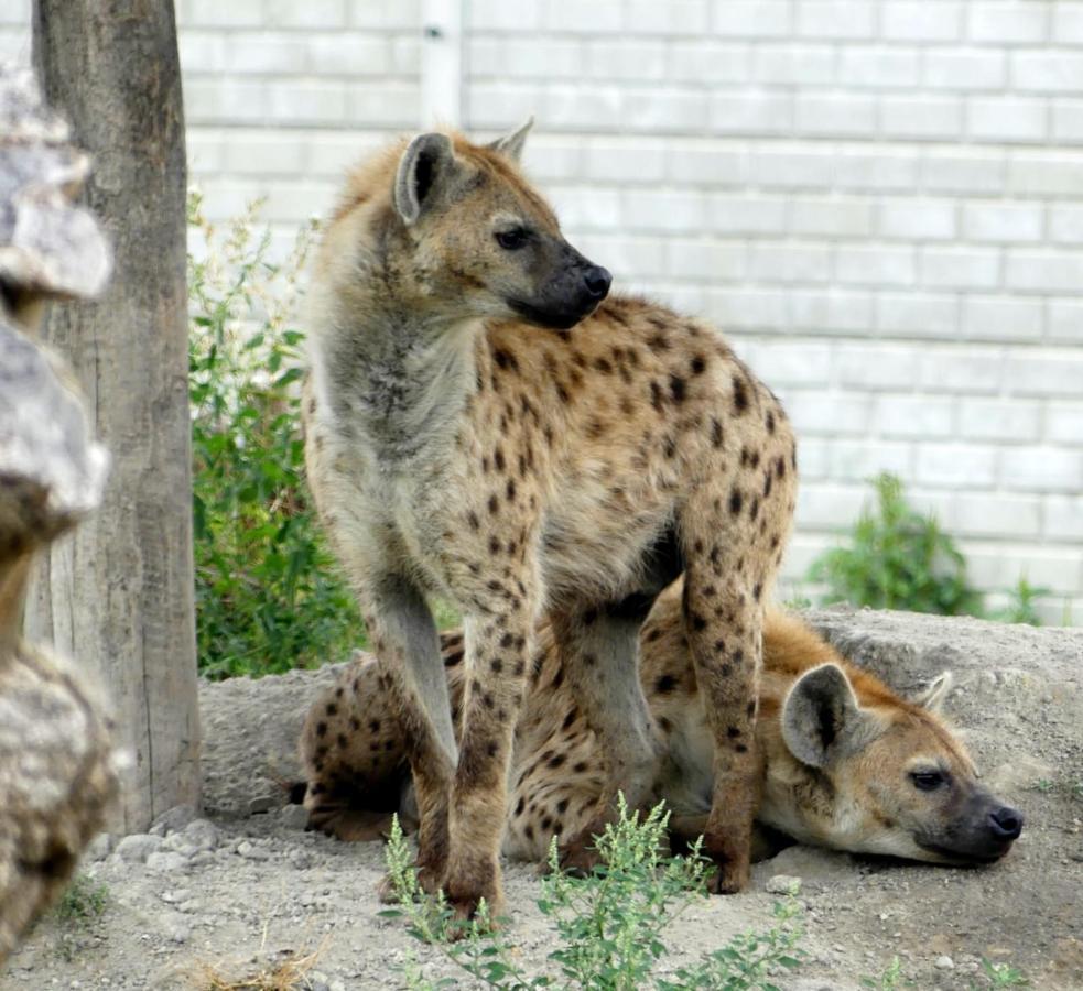 Malkia Penzion Orechová Potôň Buitenkant foto