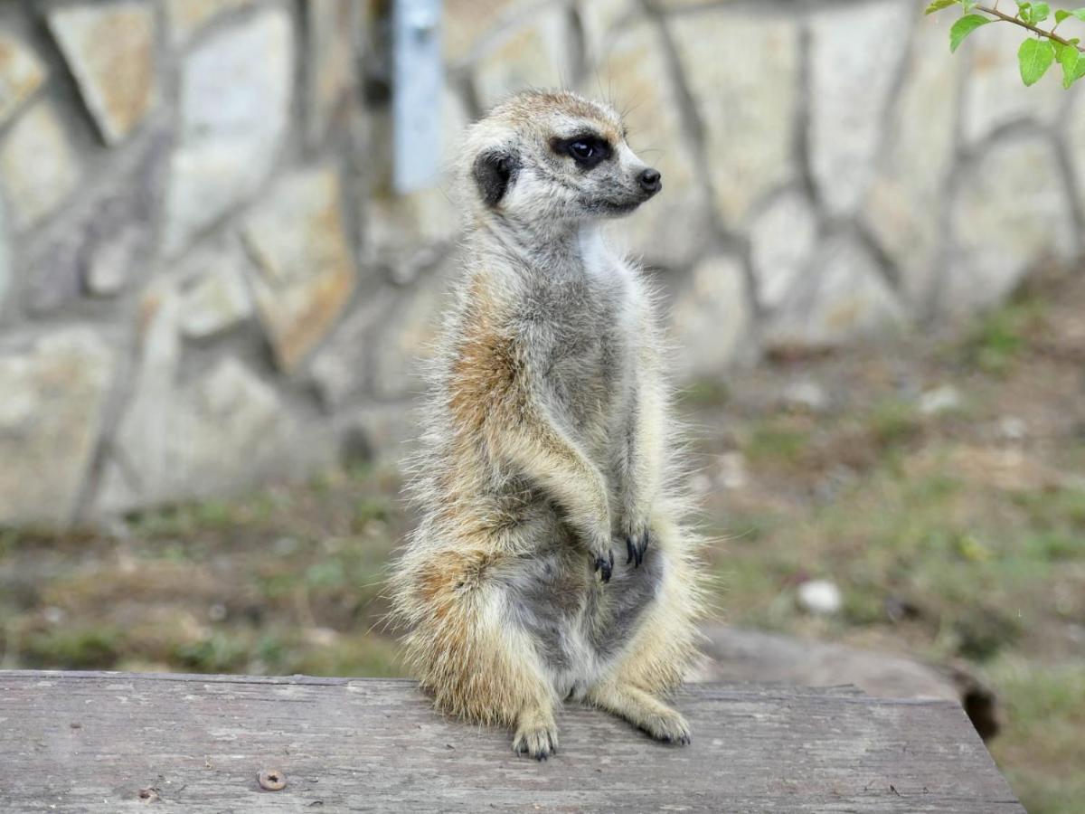 Malkia Penzion Orechová Potôň Buitenkant foto
