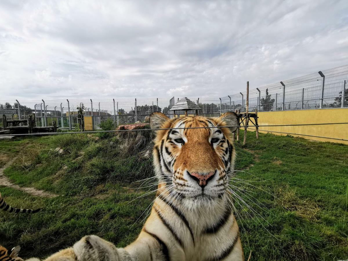 Malkia Penzion Orechová Potôň Buitenkant foto